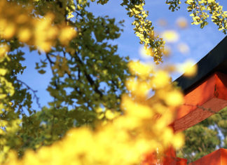 Kyoto City Walking Tour: Concrete, Jungles and Kyoto’s Oldest Shrine.