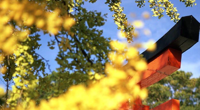 Kyoto City Walking Tour: Concrete, Jungles and Kyoto’s Oldest Shrine.