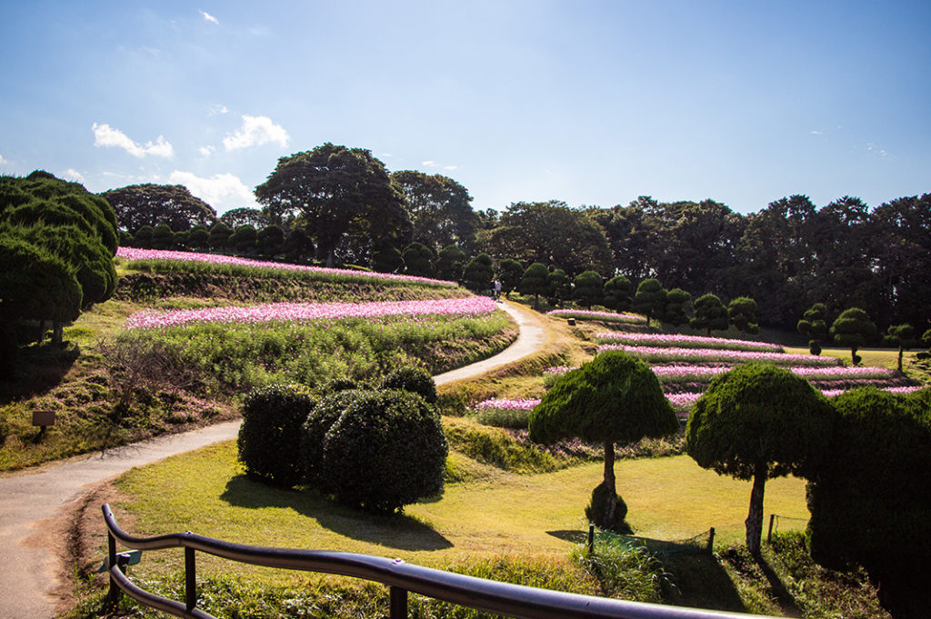 The Nokonoshima Island Park, with sweeping views and hills blanketed in seasonal flowers, it’s one of the most charming day trips in Fukuoka.