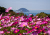 Fantastic Florals at Nokonoshima Island Park