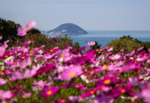 Fantastic Florals at Nokonoshima Island Park