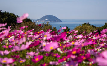 Fantastic Florals at Nokonoshima Island Park