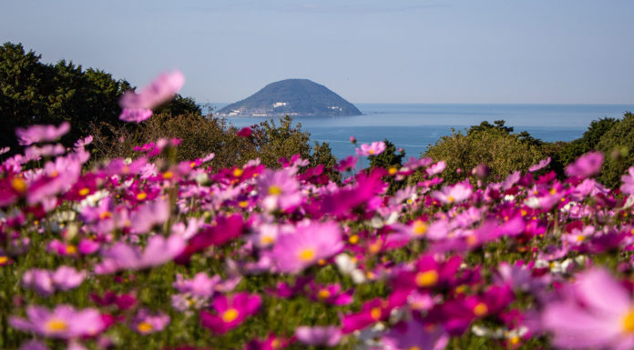 Fantastic Florals at Nokonoshima Island Park