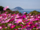 Fantastic Florals at Nokonoshima Island Park