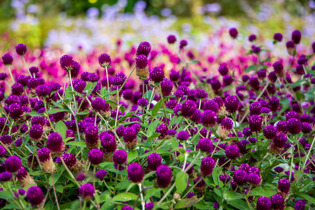 The Nokonoshima Island Park, with sweeping views and hills blanketed in seasonal flowers, it’s one of the most charming day trips in Fukuoka.