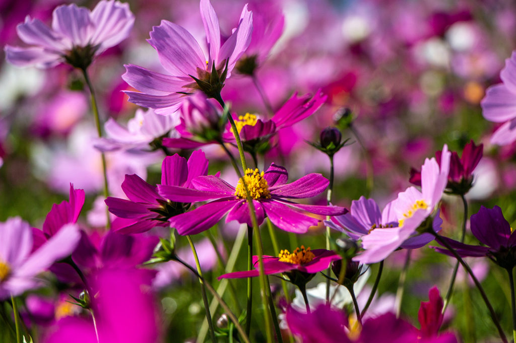 Cosmos in bloom in Autumn