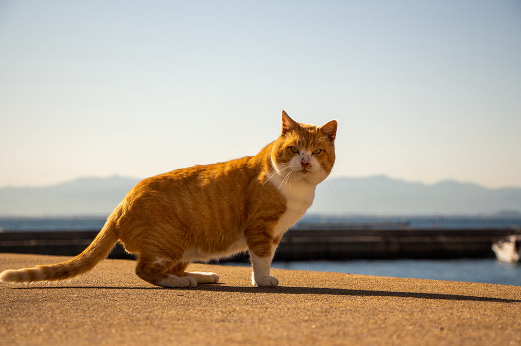 One of the feline residents of Ainoshima Cat Island