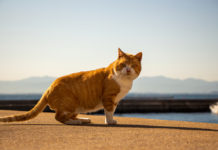 A Day Trip to Ainoshima: Fukuoka’s Cat Island