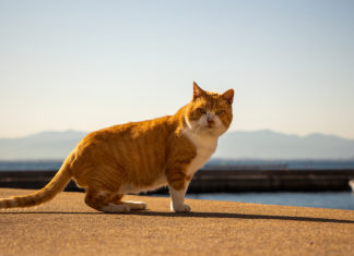 A Day Trip to Ainoshima: Fukuoka’s Cat Island