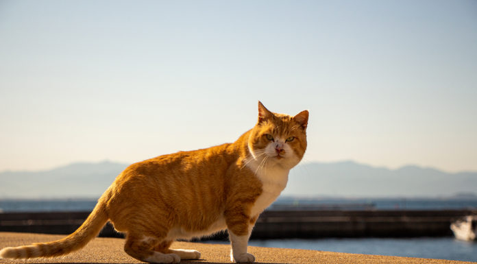 A Day Trip to Ainoshima: Fukuoka’s Cat Island