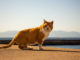 A Day Trip to Ainoshima: Fukuoka’s Cat Island