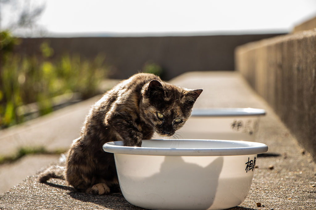 One of the feline residents of Ainoshima Cat Island