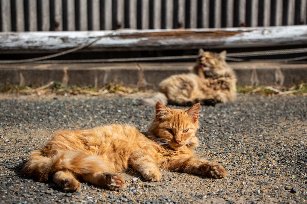 Feline residents of Ainoshima Cat Island