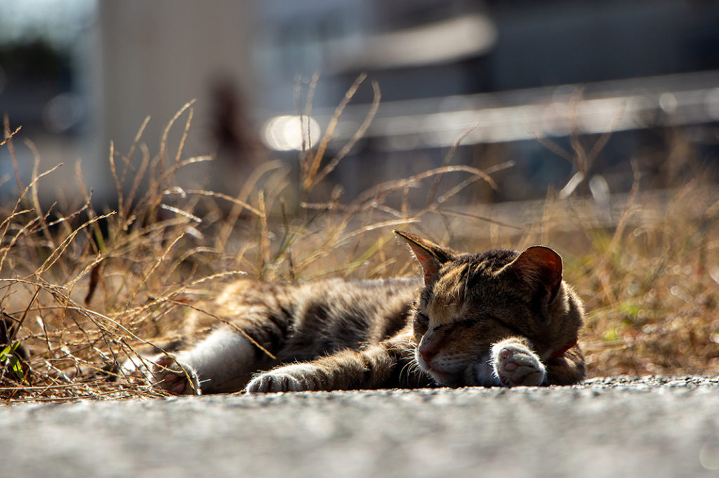 One of the feline residents of Ainoshima Cat Island