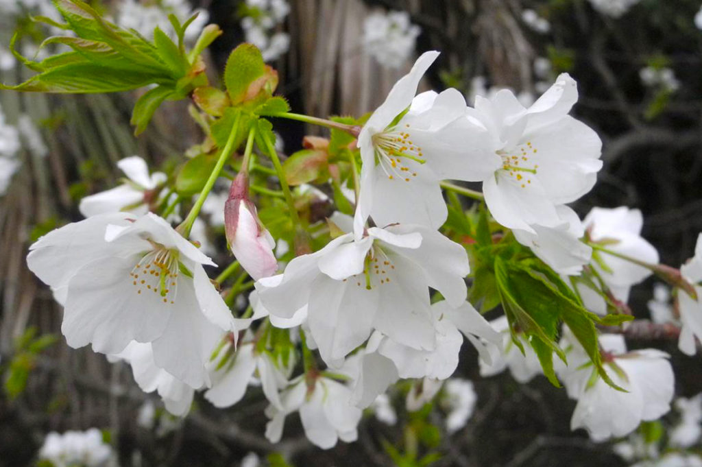 Delicate light coloured petals 