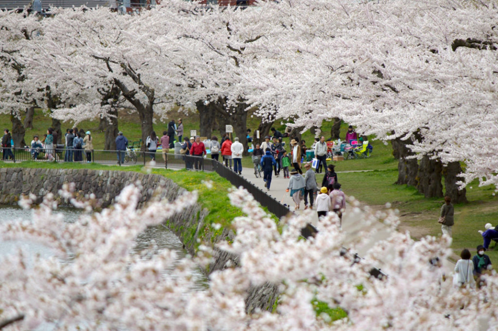 Yoshino Cherry, or Somei Yoshino, are the most popular variety cherry blossom in Japan. Keep an eye out the next time you hanami. 