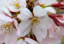 Somei Yoshino: The Ageing King of Cherry Blossoms