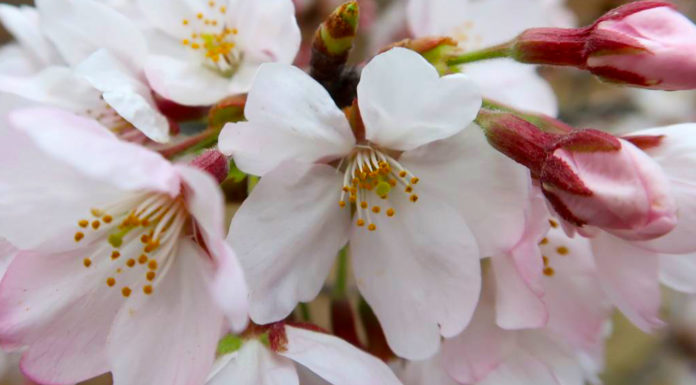 Somei Yoshino: The Ageing King of Cherry Blossoms
