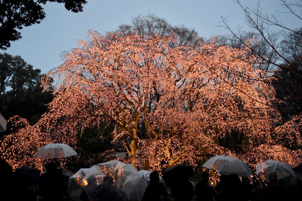 Yoshino Cherry, or Somei Yoshino, are the most popular variety cherry blossom in Japan. Keep an eye out the next time you hanami. 