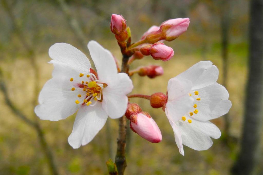 Yoshino Cherry, or Somei Yoshino, are the most popular variety cherry blossom in Japan. Keep an eye out the next time you hanami. 