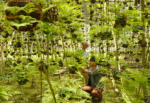 Feel the Summer Breeze with Hyogo’s Decorative Ornamental Ferns