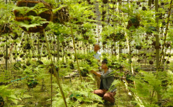 Feel the Summer Breeze with Hyogo’s Decorative Ornamental Ferns