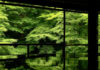 Kyoto Rurikoin Temple’s Green Maple Leaves Are Stunning in the Rain