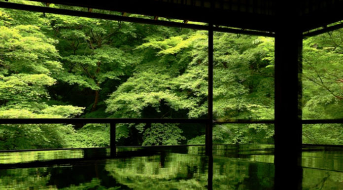 Kyoto Rurikoin Temple’s Green Maple Leaves Are Stunning in the Rain
