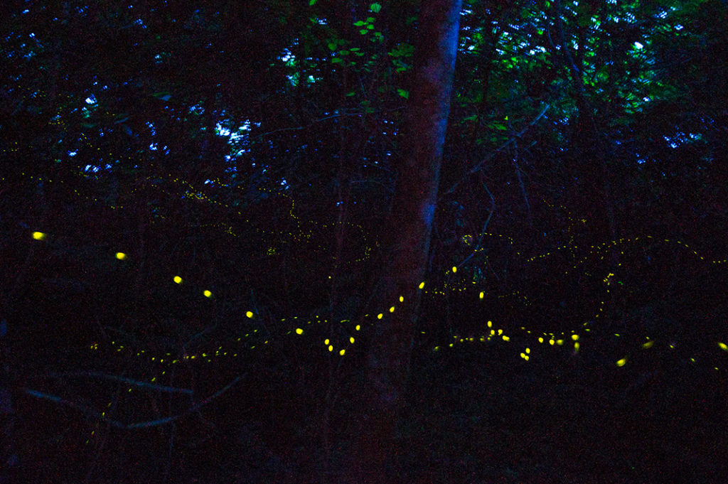 Ishigaki Fireflies light up the night