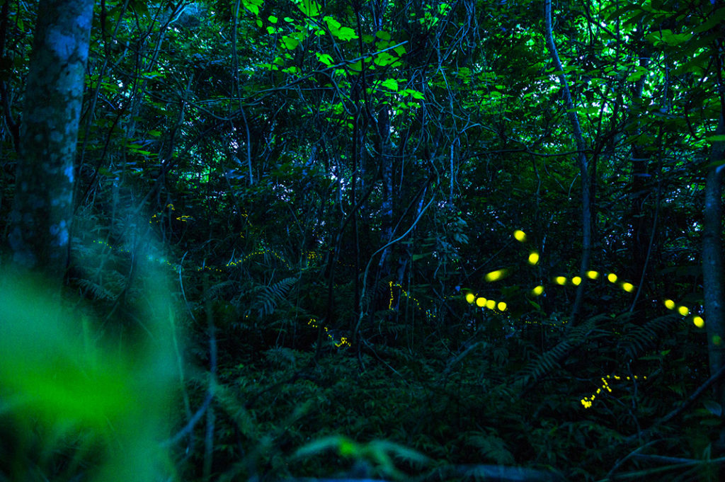 Ishigaki Fireflies hotaru