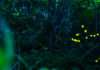 Watch the Forest Fireflies of Ishigaki Declare Their Summer Love
