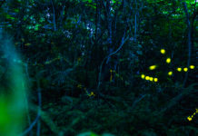 Watch the Forest Fireflies of Ishigaki Declare Their Summer Love