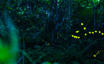 Watch the Forest Fireflies of Ishigaki Declare Their Summer Love