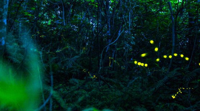 Watch the Forest Fireflies of Ishigaki Declare Their Summer Love