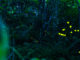 Watch the Forest Fireflies of Ishigaki Declare Their Summer Love