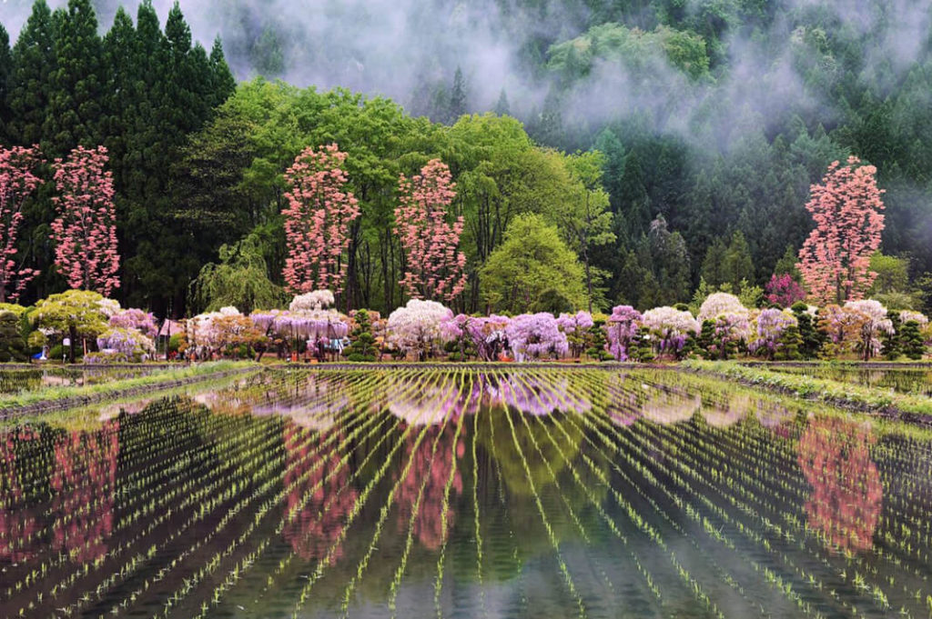 Beautiful Wisteria 