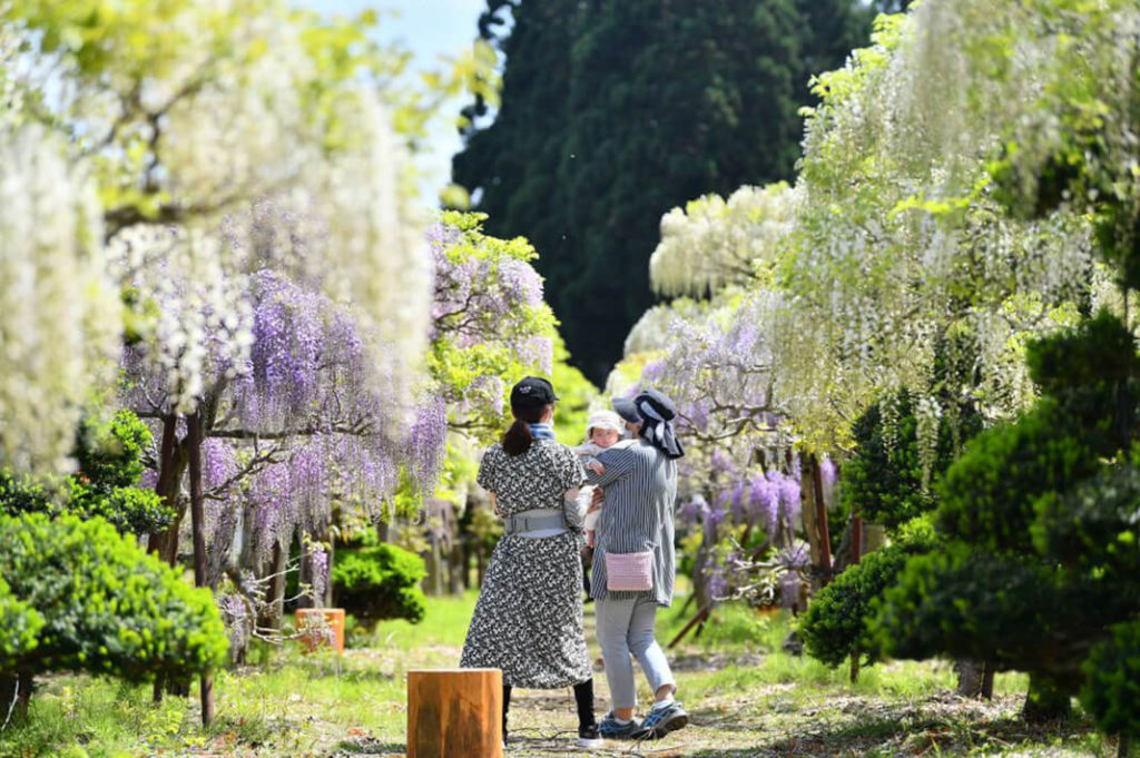 Tonose Fuji no Sato Wisteria 