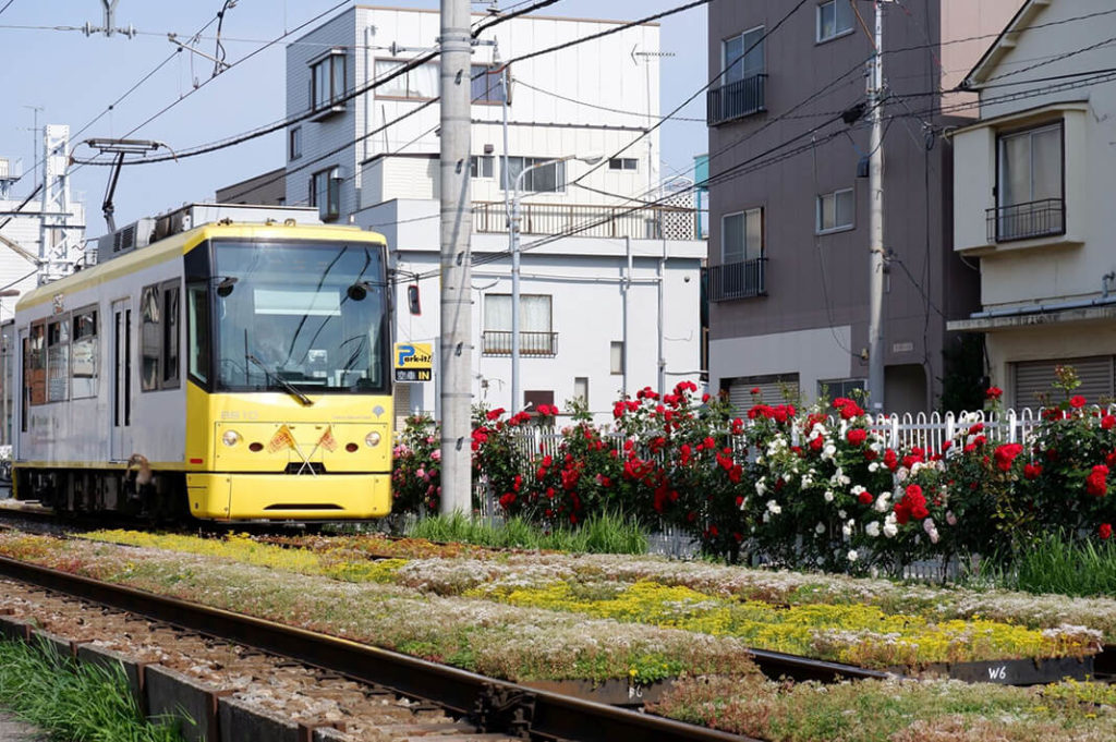 Tokyo tram line - sakura tram