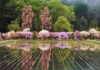 A Sea of Wisteria Reflected in the Rice Fields Near Odate City Fuji-no-Sato-Odate-Wisteria-Aomori