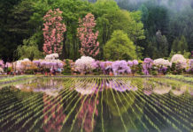 A Sea of Wisteria Reflected in the Rice Fields Near Odate City Fuji-no-Sato-Odate-Wisteria-Aomori