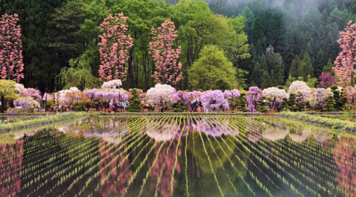 A Sea of Wisteria Reflected in the Rice Fields Near Odate City Fuji-no-Sato-Odate-Wisteria-Aomori