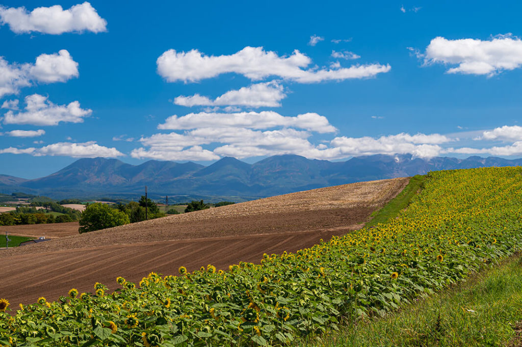 Explore the idyllic hills of Biei in this Biei cycling itinerary