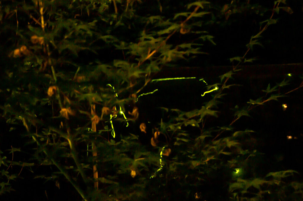 Summer Fireflies in Tokyo at Hotel Chinzanso