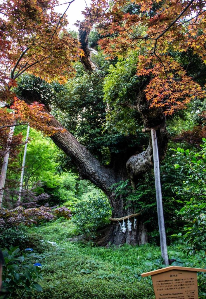 Ancient tree at Chinzanso Garden