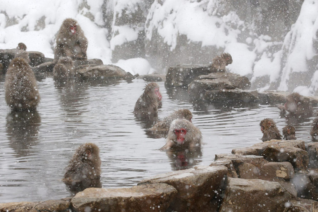 Jigokudani Snow Monkey Park: a Wintery Nagano Daytrip