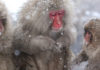 Jigokudani Snow Monkey Park: The Perfect Wintery Day Trip