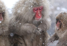 Jigokudani Snow Monkey Park: The Perfect Wintery Day Trip