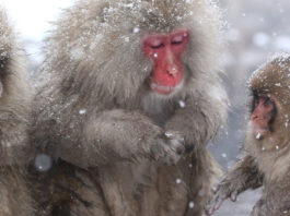 Jigokudani Snow Monkey Park: The Perfect Wintery Day Trip
