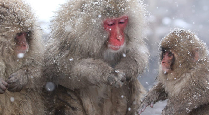 Jigokudani Snow Monkey Park: The Perfect Wintery Day Trip