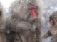Jigokudani Snow Monkey Park: The Perfect Wintery Day Trip